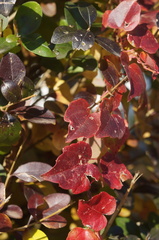 Parthenocissus tricuspidata