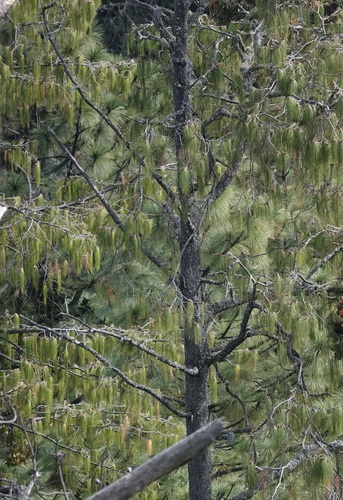 Pinus lumholtzii, photograph 4