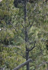 Pinus lumholtzii, photograph (c) emma reader-lee, some rights reserved (CC BY)