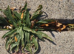 Plantago lanceolata
