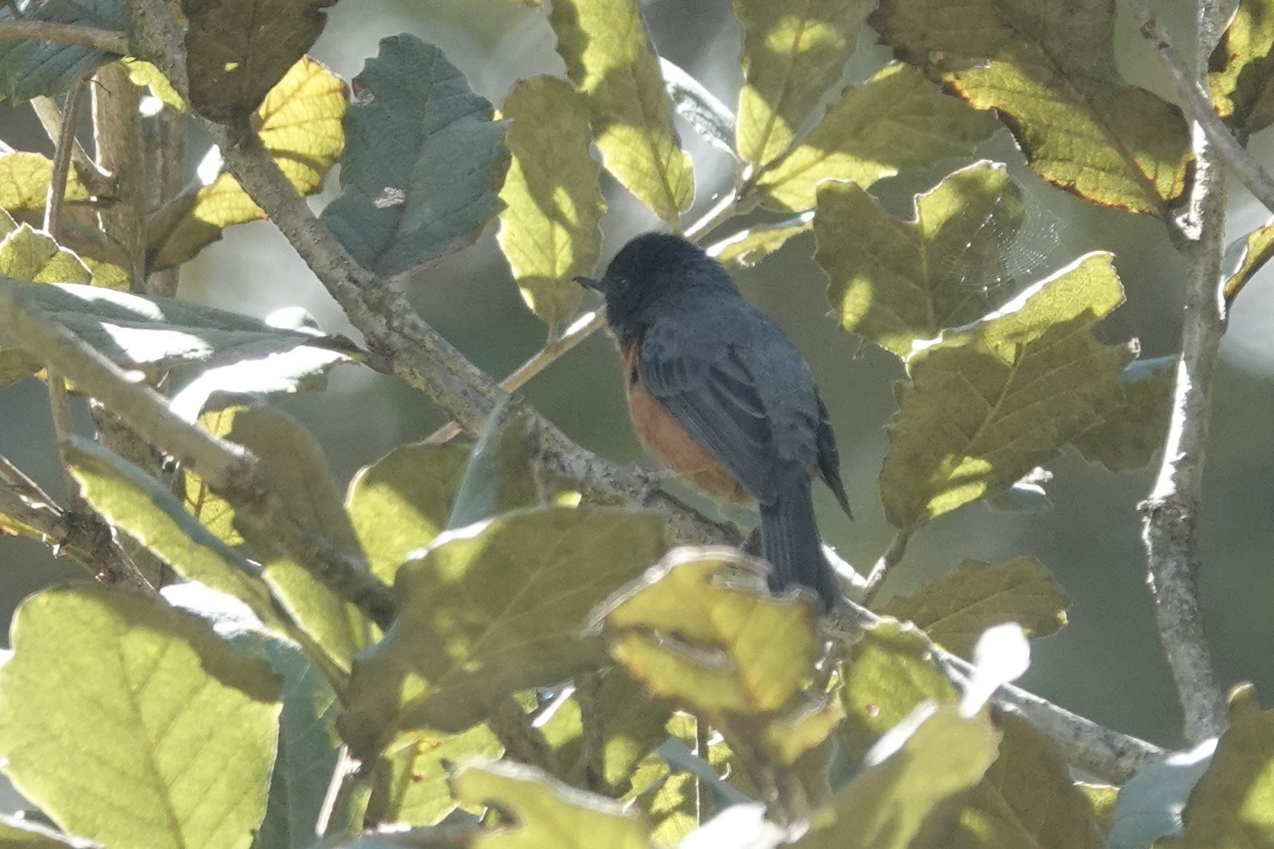 Cinnamon-bellied Flowerpiercer (Diglossa baritula), photo 6