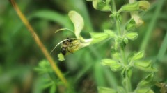 Anthophora furcata