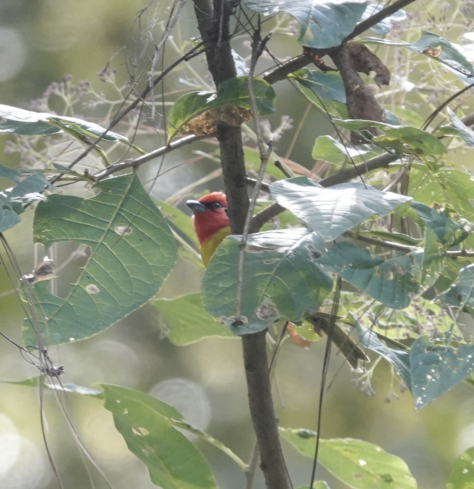 Red-headed Tanager (Piranga erythrocephala), photo 9