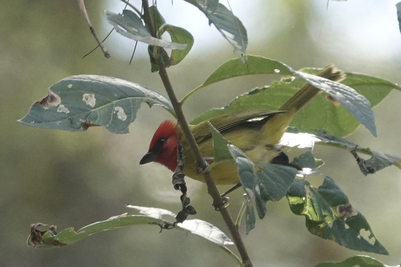 Red-headed Tanager (Piranga erythrocephala), photo 8