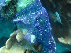 Chalinula nematifera