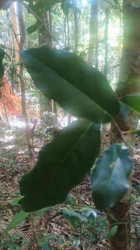 Cryptocarya macdonaldii observed 2025-08-23