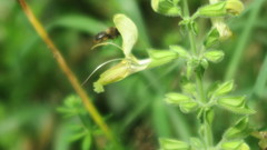 Anthophora furcata