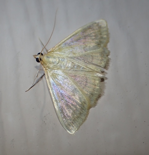 Hahncappsia marculenta photo 3