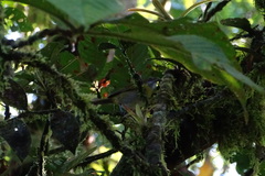 Chlorospingus canigularis