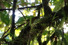 Chlorospingus canigularis