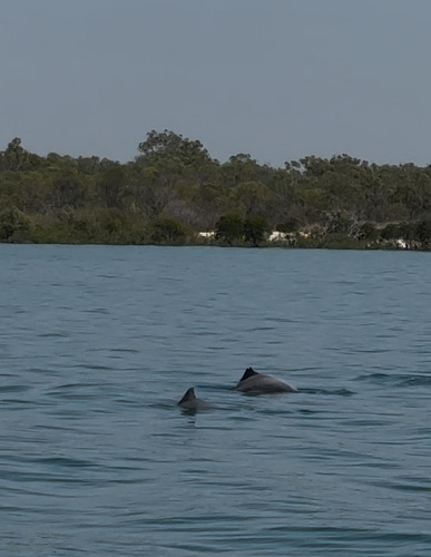 Australian Humpback Dolphin