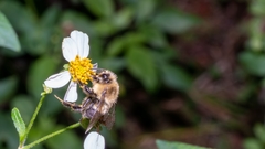 Bombus impatiens image