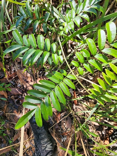 Austrocallerya australis observed 2025-08-23