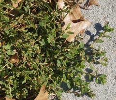 Polygonum aviculare