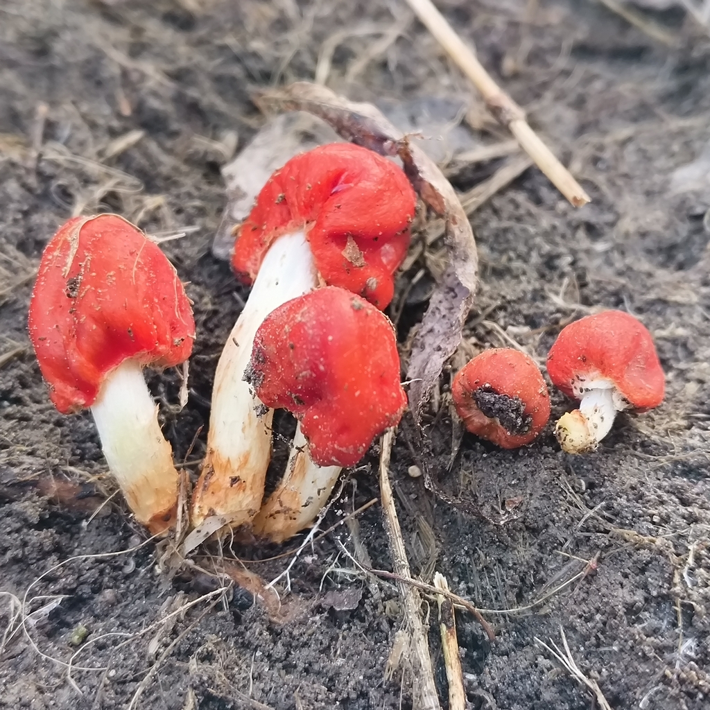 Leratiomyces erythrocephalus · August 2025 · photo: © zedt (iNaturalist, cc-by)