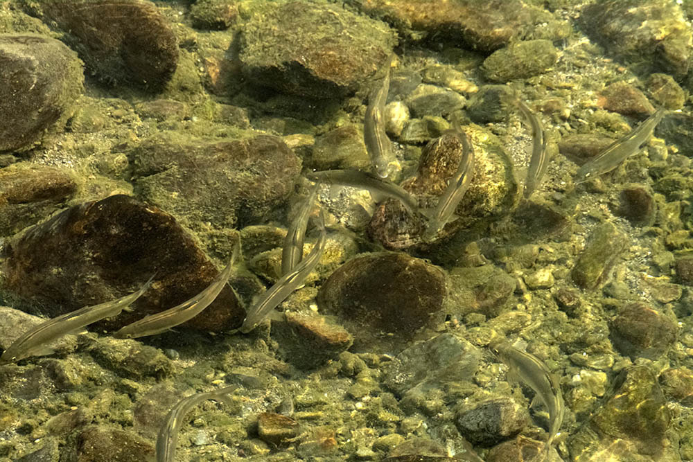 Ayu (Plecoglossus altivelis) — Plecoglossidae