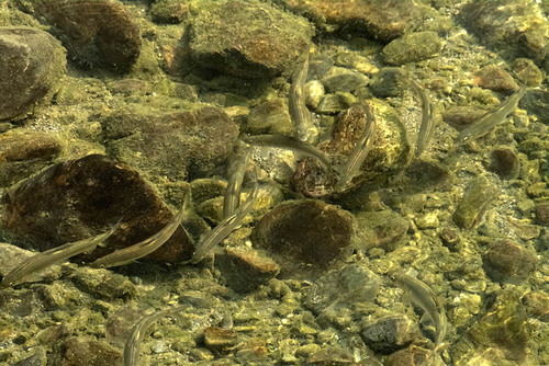 Ayu (Plecoglossus altivelis) — Plecoglossidae