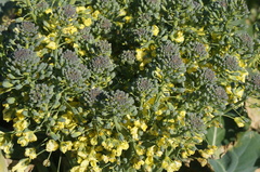 Brassica oleracea italica