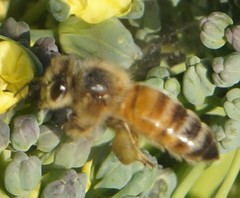 Apis mellifera