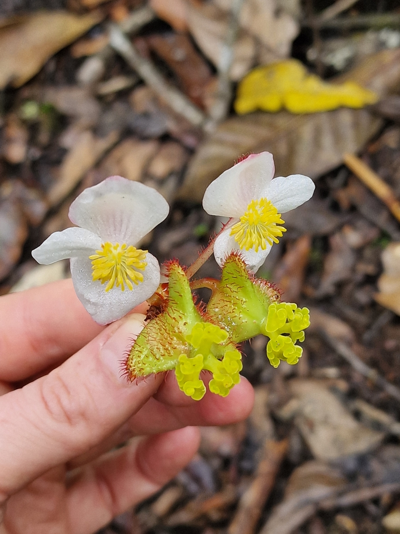 Begonia scottii - Growing Guide & Care Tips | BioGardens.org