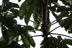 Chrysothlypis chrysomelas