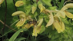 Anthophora furcata