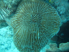 Fungia fungites