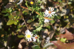 Symphyotrichum
