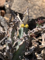 Euphorbia schinzii