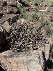 Euphorbia schinzii