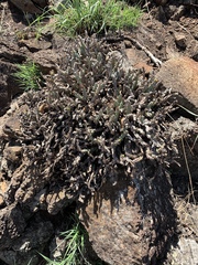 Euphorbia schinzii
