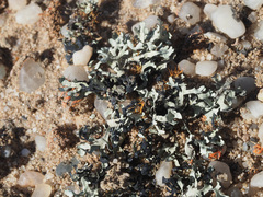 Xanthoparmelia walteri