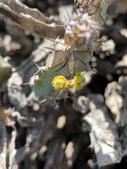 Euphorbia schinzii