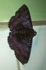 Speiredonia