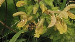 Anthophora furcata