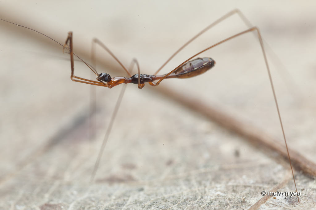 Phryxobotrys