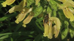 Anthophora furcata