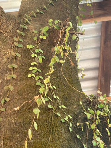 Dischidia ovata observed 2025-08-23