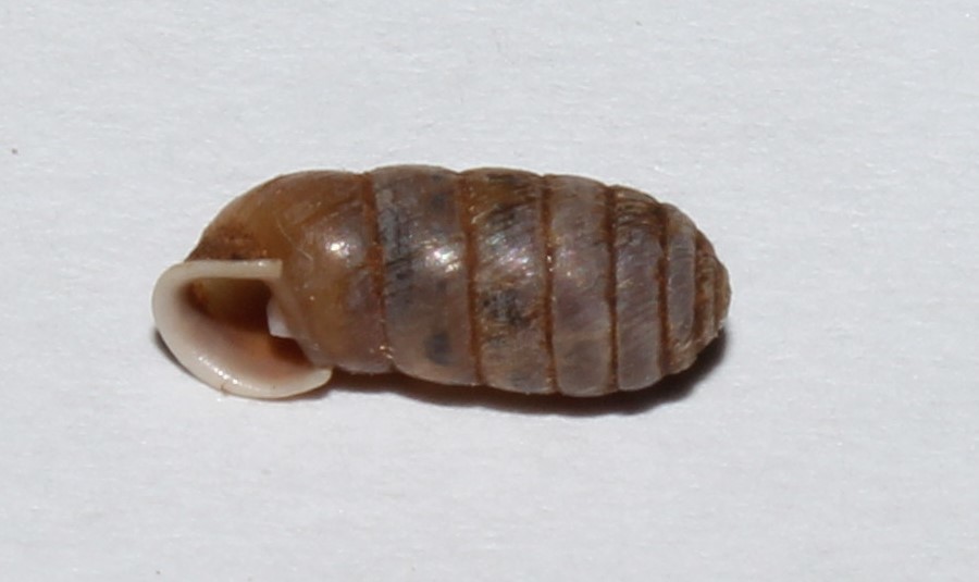 Orculidae