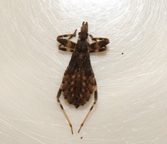 Oncocephalus squalidus