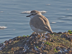 Charadrius marginatus marginatus