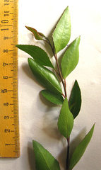 Maytenus acuminata