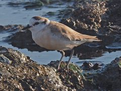 Charadrius marginatus marginatus