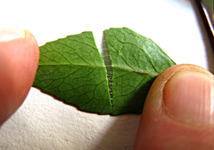 Maytenus acuminata