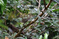 Empidonax flaviventris