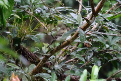 Empidonax flaviventris