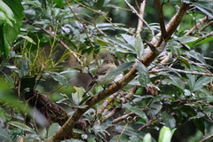 Empidonax flaviventris