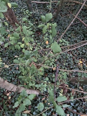 Cornus mas