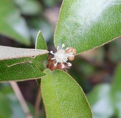 Croton cascarilloides