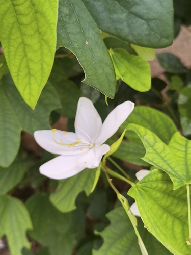 Bauhinia acuminata, photograph 5